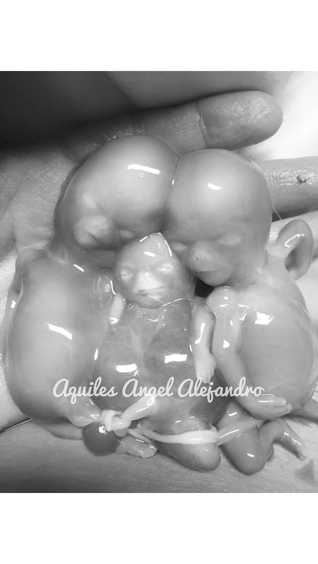 Mis tres mosqueteros